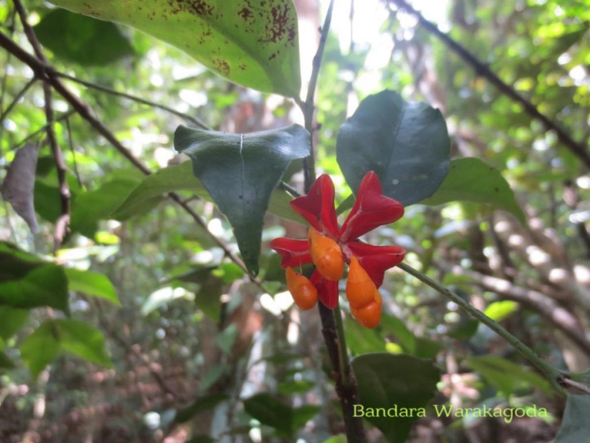 Euonymus walkeri Wight